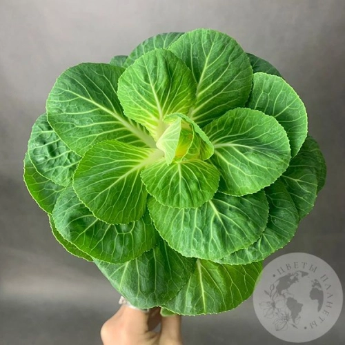 Брассика в магазине Цветы Планеты