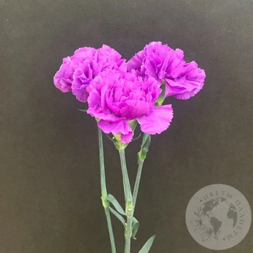 Лунная гвоздика 3 шт. в магазине Цветы Планеты