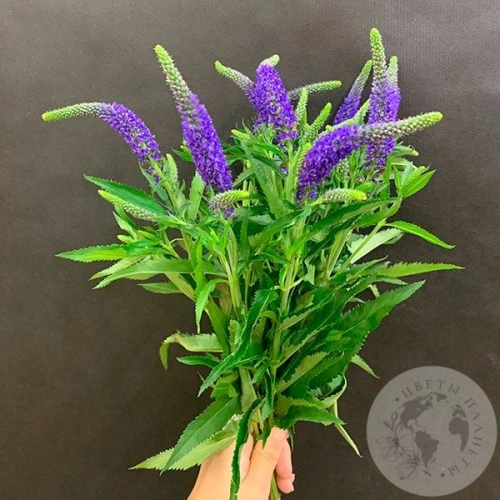 Вероника синяя 9 шт. в магазине Цветы Планеты