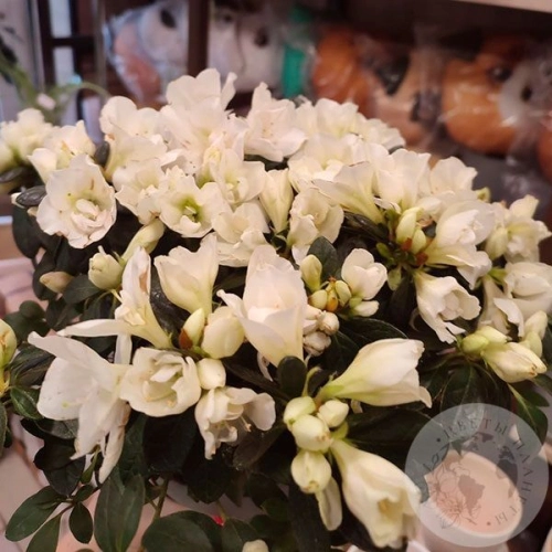 Азалия белая в магазине Цветы Планеты