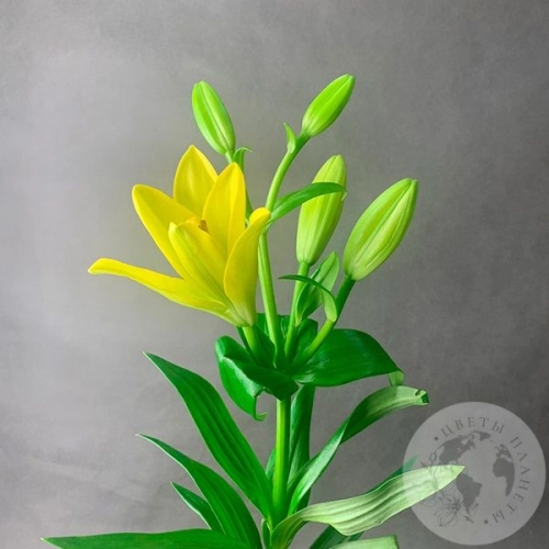 Золотая лилия