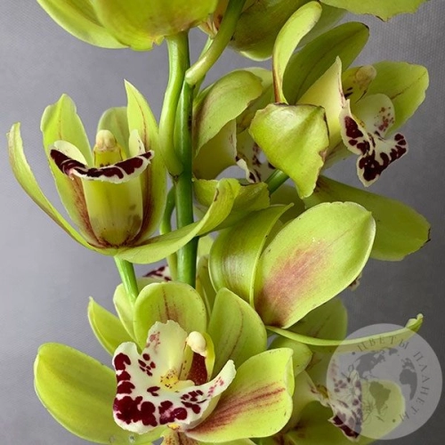 Орхидея мини зеленая