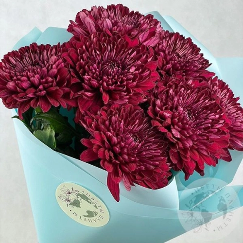 7 хризантем бордовых
