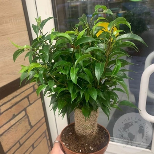 Фикус Наташа