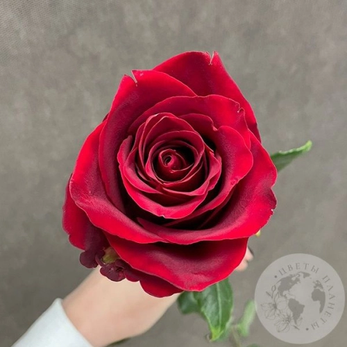 Роза красная 90 см. в магазине Цветы Планеты