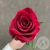 Роза красная 90 см. в магазине Цветы Планеты