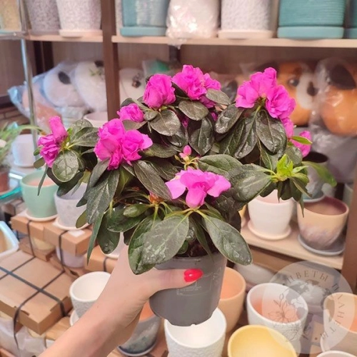 Азалия комнатная розовая в магазине Цветы Планеты