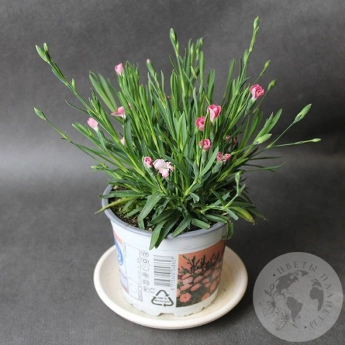 Гвоздика комнатная в магазине Цветы Планеты