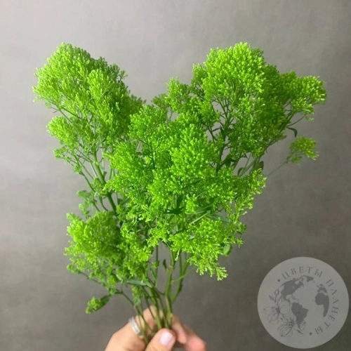 Трахелиум зеленый 3 шт. в магазине Цветы Планеты