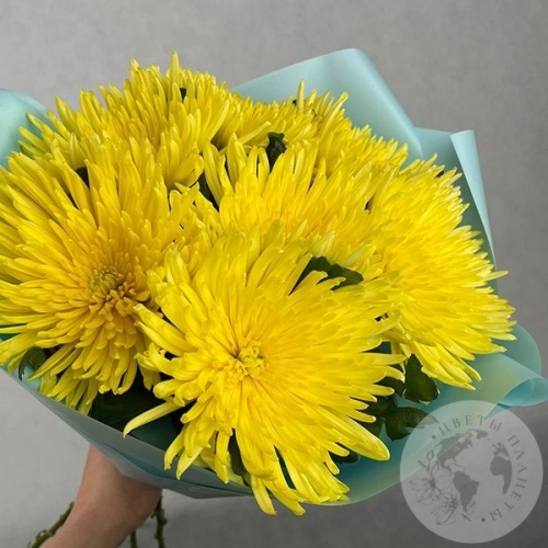 7 хризантем желтых