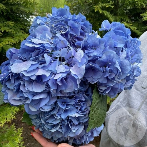 5 гортензий синих