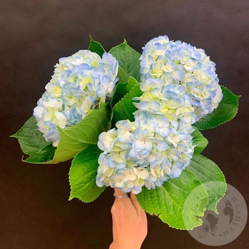 3 гортензии голубые