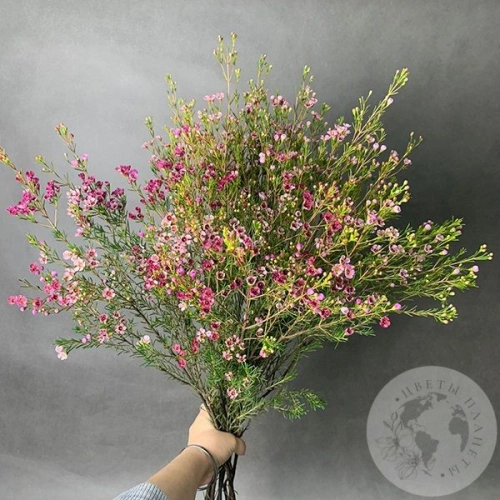 Хамелациум розовый 7 шт. в магазине Цветы Планеты