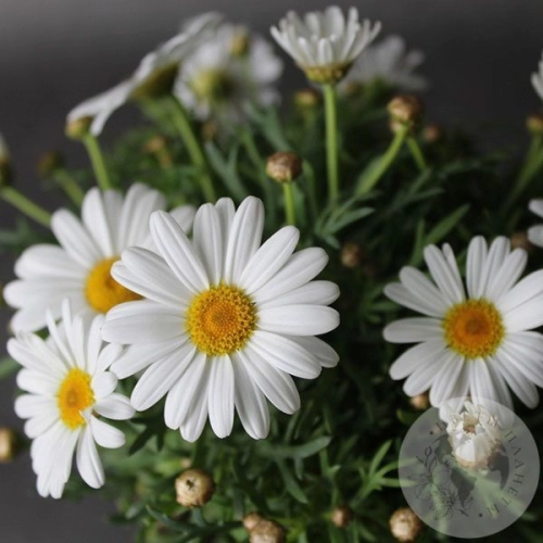 Ромашка домашняя в магазине Цветы Планеты