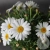 Ромашка домашняя в магазине Цветы Планеты
