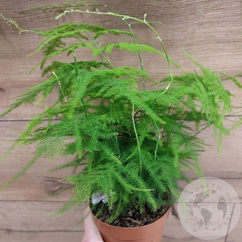 Аспарагус в магазине Цветы Планеты Аспарагус в магазине Цветы Планеты