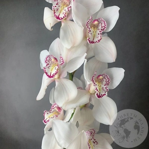 Орхидея Цимбидиум белая