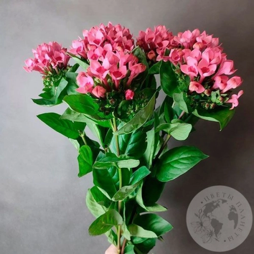 7 бувардий в магазине Цветы Планеты