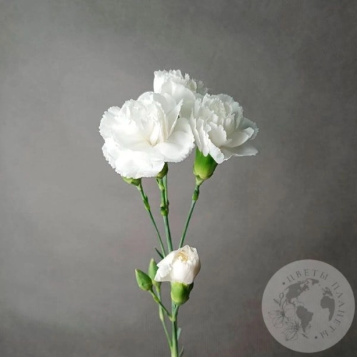 Гвоздика кустовая белая в магазине Цветы Планеты