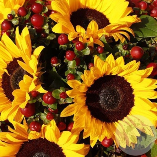 Букет подсолнухов "Солнечный" в магазине Цветы Планеты
