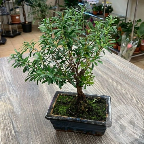 Бонсай - комнатное растение