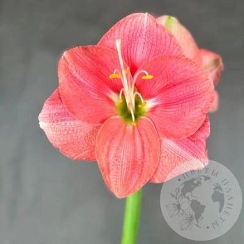 Амариллис розовый