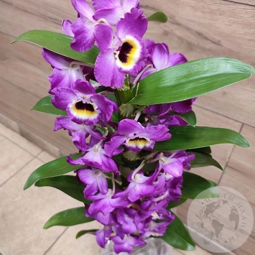 Орхидея Дендробиум фиолетовая в магазине Цветы Планеты Орхидея Дендробиум фиолетовая в магазине Цветы Планеты