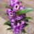 Орхидея Дендробиум фиолетовая в магазине Цветы Планеты Орхидея Дендробиум фиолетовая в магазине Цветы Планеты