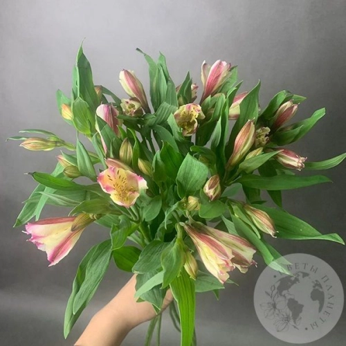 7 Альстромерий желто-розовых в магазине Цветы Планеты 7 Альстромерий желто-розовых
