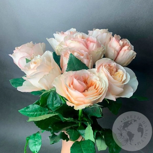 9 пионовидных роз кремовых 9 пионовидных роз кремовых в магазине Цветы Планеты