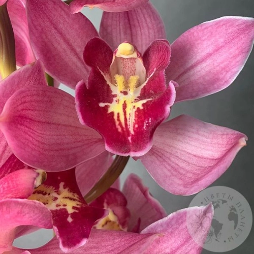 Орхидея Цимбидиум розовая