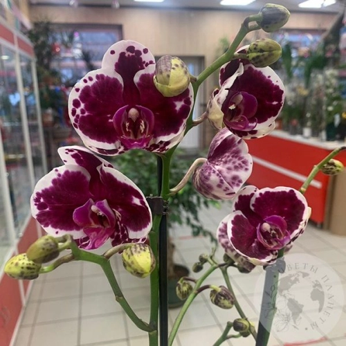 Орхидея комнатная бордово-белая