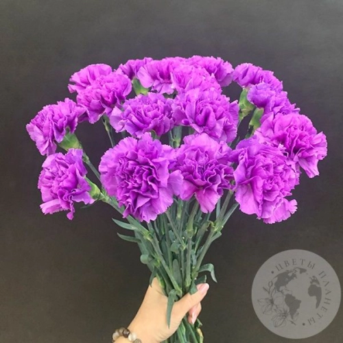 Лунная гвоздика 17 шт. в магазине Цветы Планеты