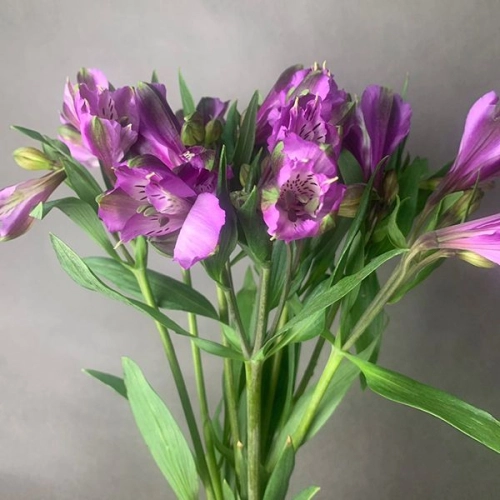 7 Альстромерий фиолетовых