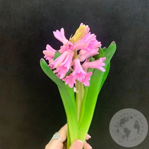 Гиацинт розовый Гиацинт розовый в магазине Цветы Планеты