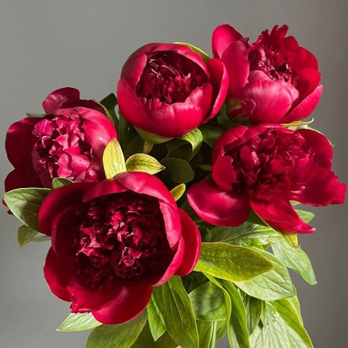 5 пионов бордовых в магазине Цветы Планеты