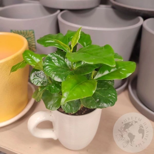 Кофе в магазине Цветы Планеты