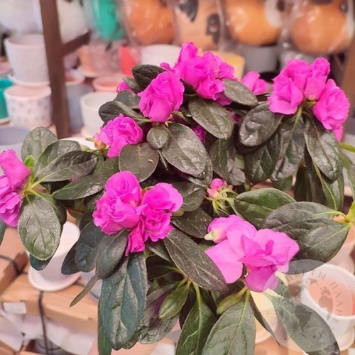 Азалия комнатная розовая в магазине Цветы Планеты