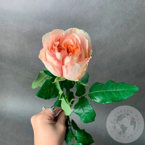 Пионовидная роза кремовая 40 см. Пионовидная роза кремовая 40 см. в магазине Цветы Планеты