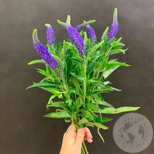 Вероника синяя 7 шт. в магазине Цветы Планеты