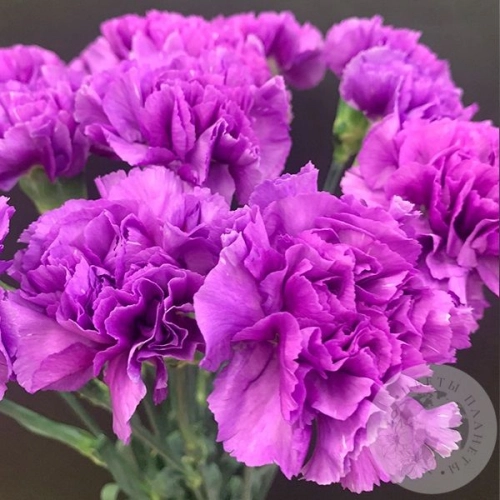 Лунная гвоздика 17 шт. в магазине Цветы Планеты