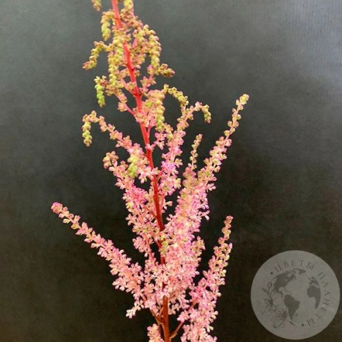 Астильба розовая в магазине Цветы Планеты