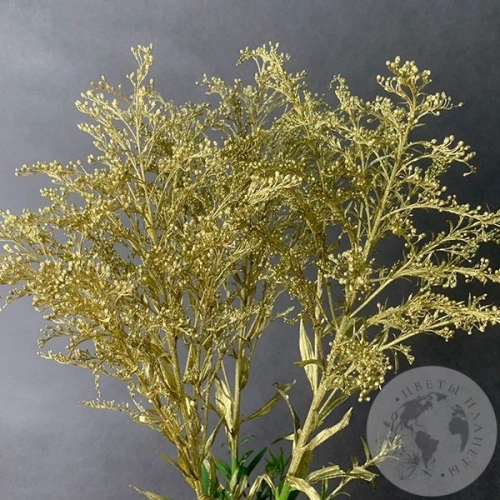 Солидаго Золото 3 шт. в магазине Цветы Планеты