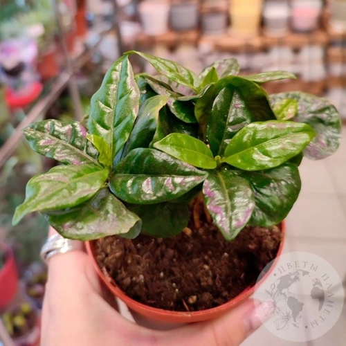 Кофе Арабика комнатное растение