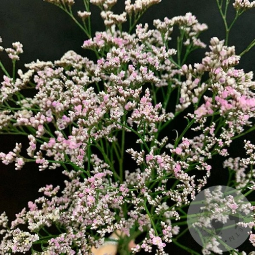 Лимониум розовый 5 шт. Лимониум розовый 5 шт. в магазине Цветы Планеты