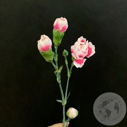 Гвоздика кустовая бело-розовая