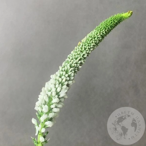 Вероника белая в магазине Цветы Планеты