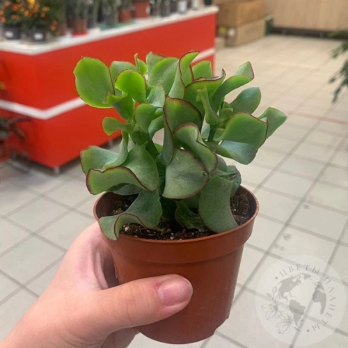 Крассула Ундулата в магазине Цветы Планеты Крассула Ундулата