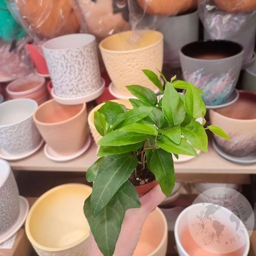 Хедера в магазине Цветы Планеты