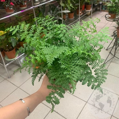 Папоротник